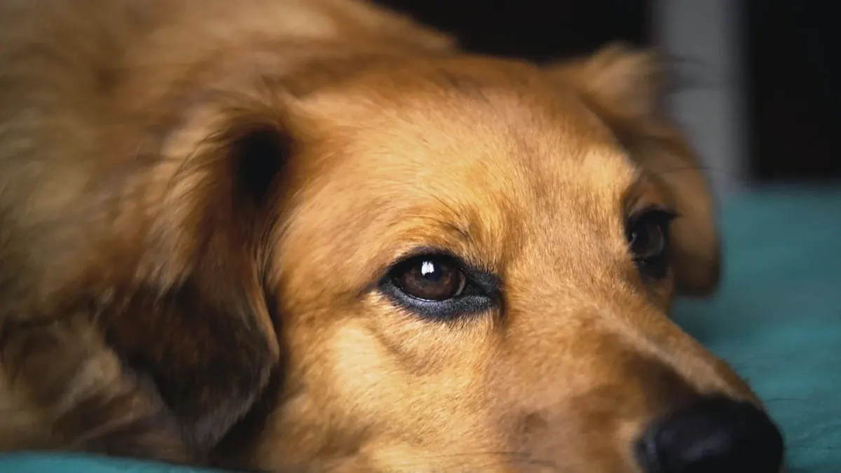 A senior golden retriever lying calmly on a dog bed in a sunlit living room