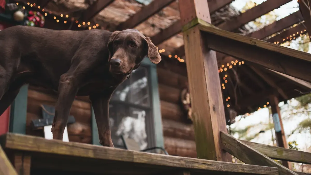 A senior golden retriever pausing partway up a set of porch steps