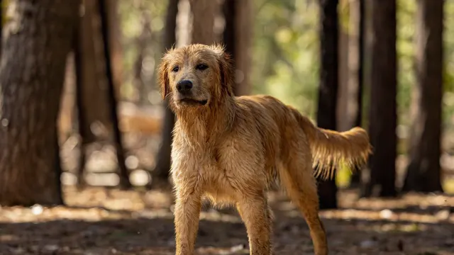 A senior golden retriever pushing up off a dog bed onto all four legs