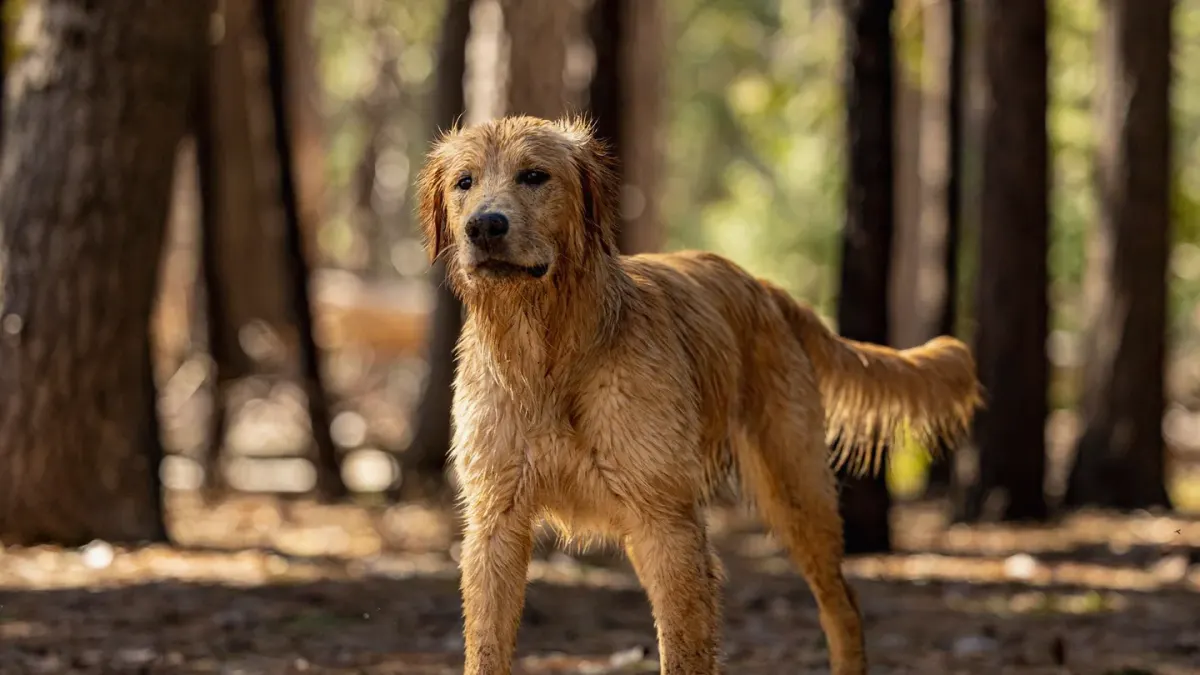 A senior golden retriever pushing up off a dog bed onto all four legs