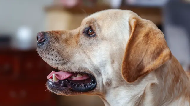 A senior yellow Labrador rising stiffly from a dog bed