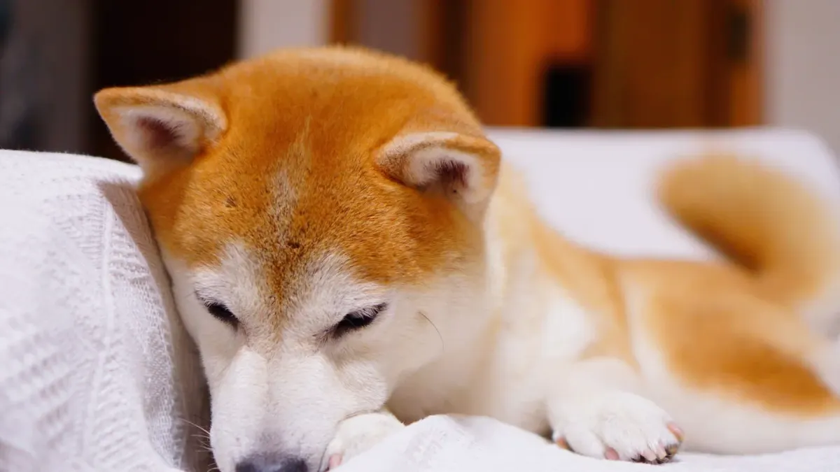 A Shiba Inu resting calmly on a dog bed near a sunlit window