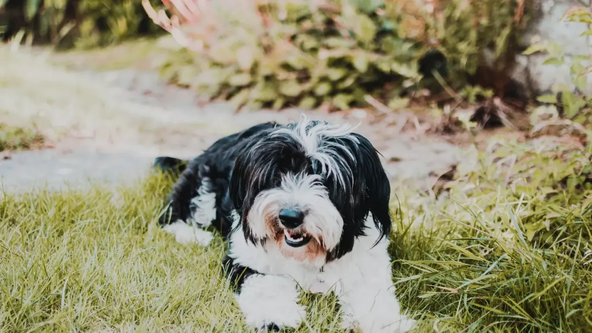 A Shih Tzu and a Lhasa Apso standing side by side outdoors
