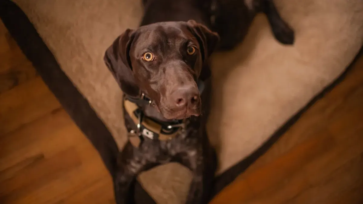 A short-coated adult dog lying relaxed on a wood floor in a sunlit living room