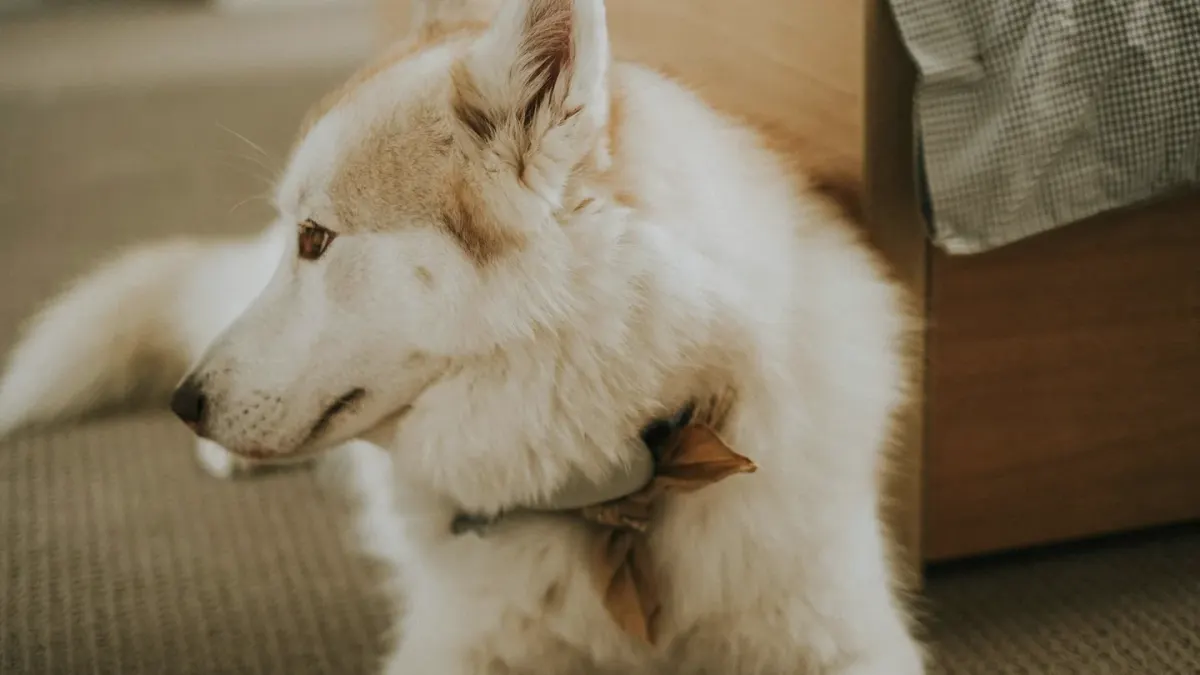 A Siberian Husky lying on a cool tile floor near a fan