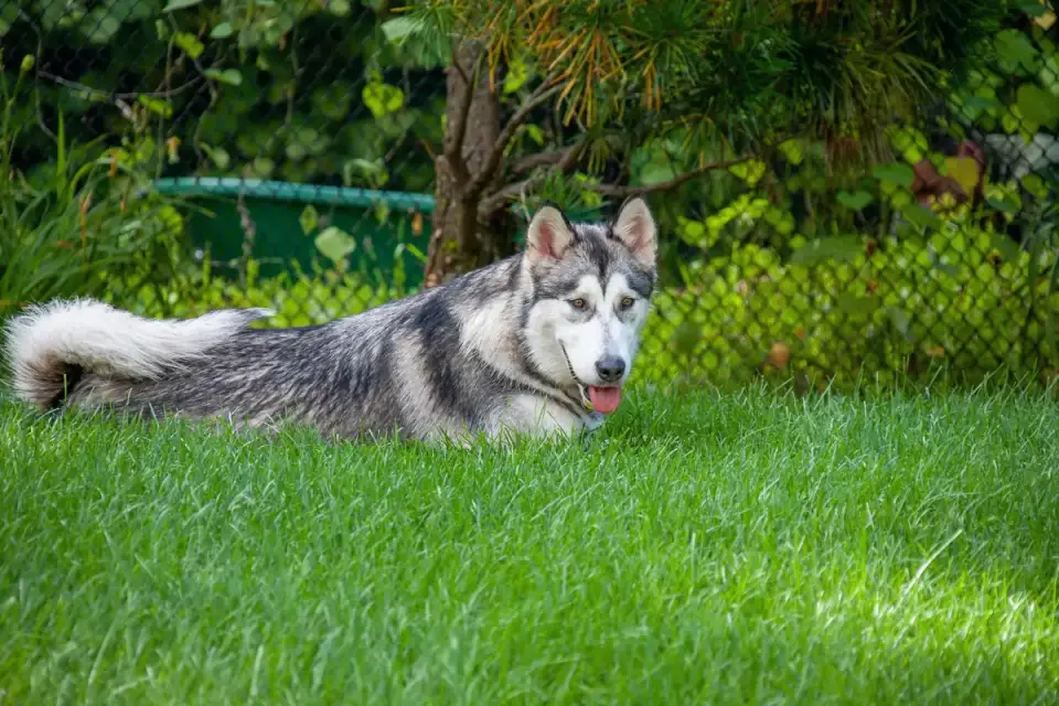 A Siberian Husky puppy on a long line in a fenced yard during a recall training session