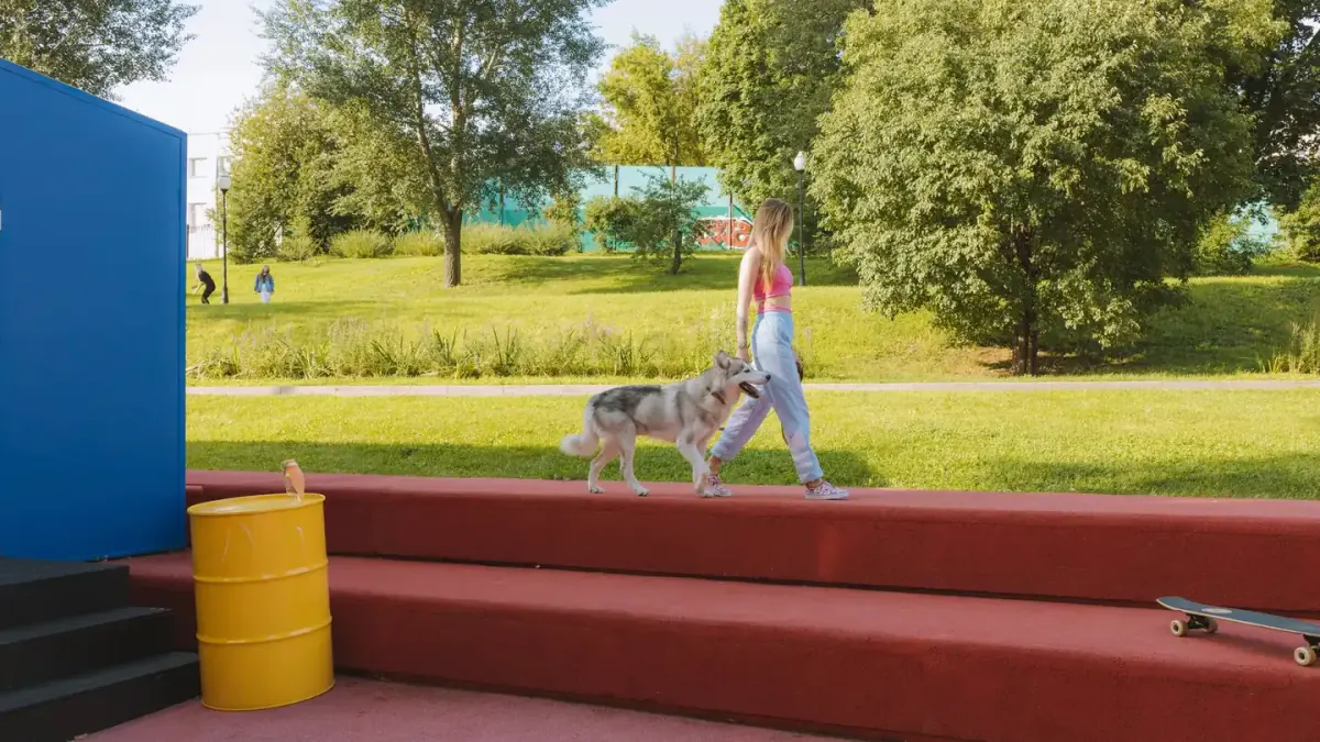 A Siberian Husky trotting on a leash beside its owner in a park