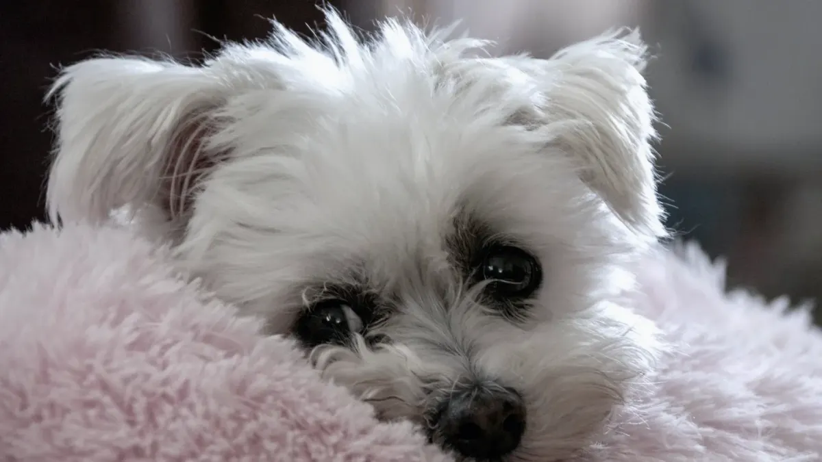 A small dog curled against its owner's chest on a living room couch