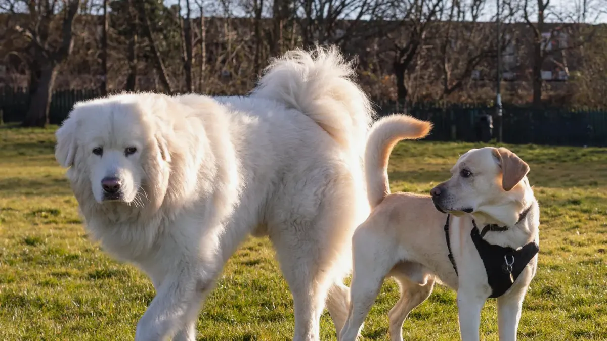 A small dog in a soft carrier next to a large dog wearing a car harness by an open car door