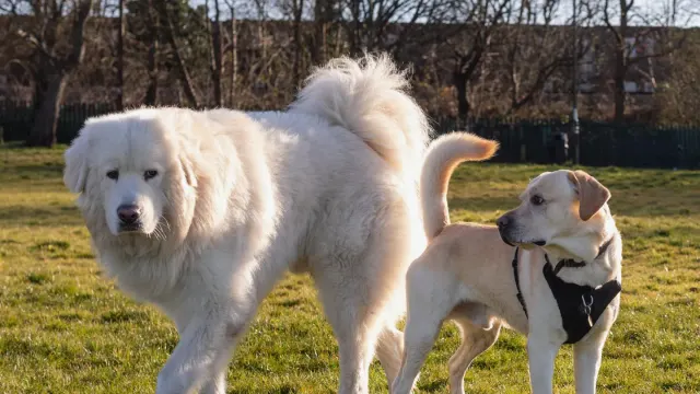 A small dog in a soft carrier next to a large dog wearing a car harness by an open car door