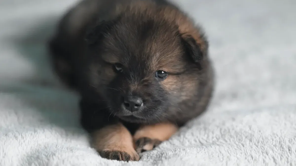 A small puppy lying down inside an open wire crate lined with a soft blanket