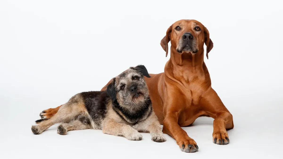 A small senior dog and a large senior dog lying on a living room floor