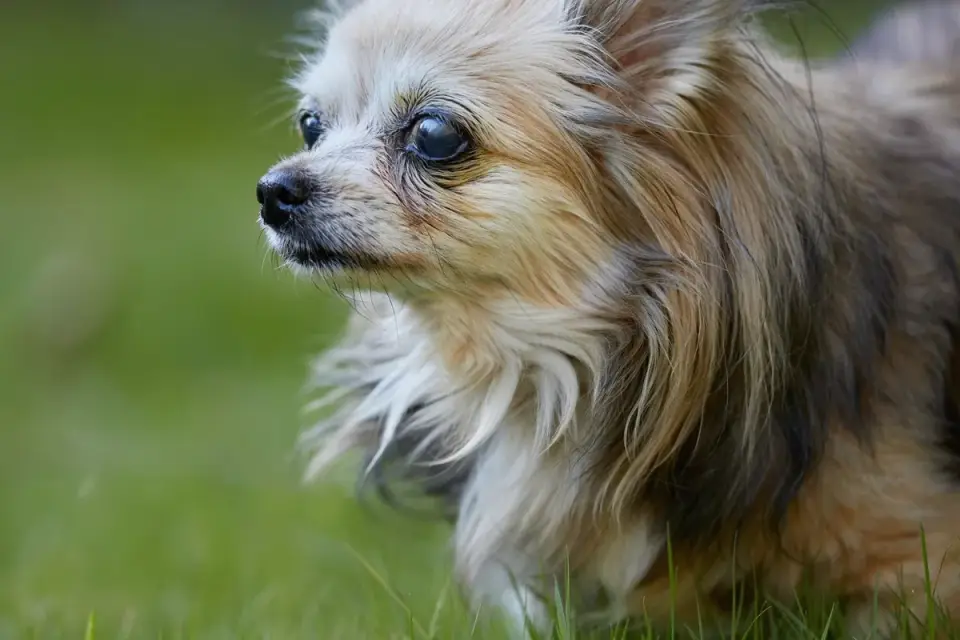 A small senior dog eating from a raised bowl on the kitchen floor