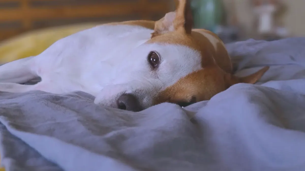 A small terrier lying curled on a blanket in a quiet living room