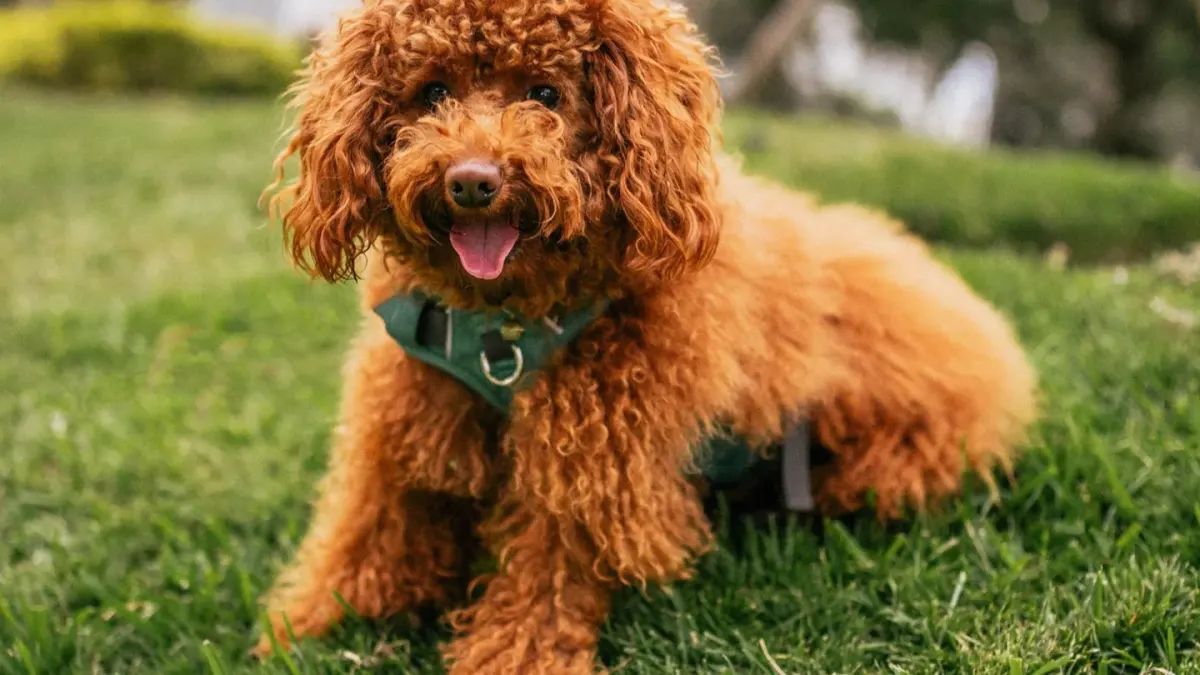 A small toy Poodle and a slightly larger miniature Poodle standing together outdoors