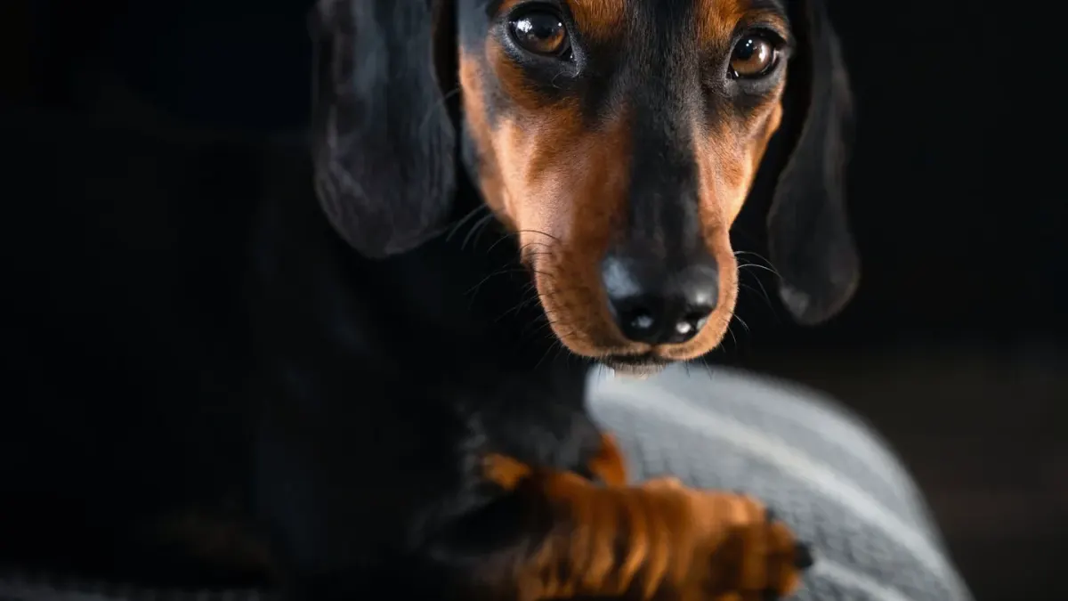 A standard-size Dachshund and a smaller miniature Dachshund standing side by side outdoors
