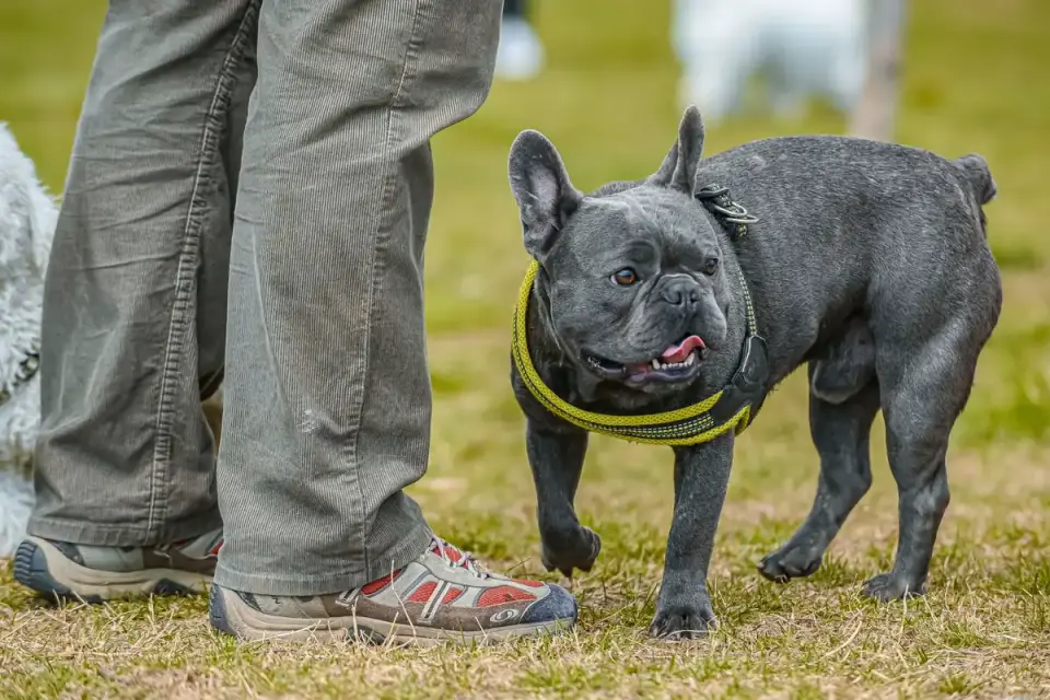 A trainer working with a reactive dog kept at a distance from a second dog