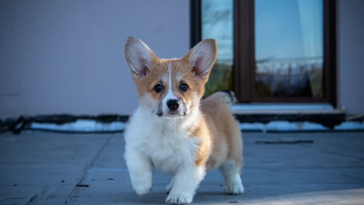 A tri-color Cardigan Welsh Corgi with a full tail standing next to a red Pembroke Welsh Corgi with a docked tail