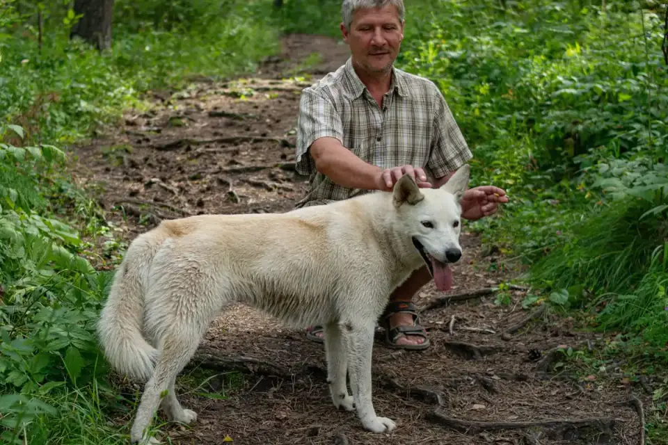 A veterinarian gently checking a senior dog&#x27;s hip and hind leg muscle tone
