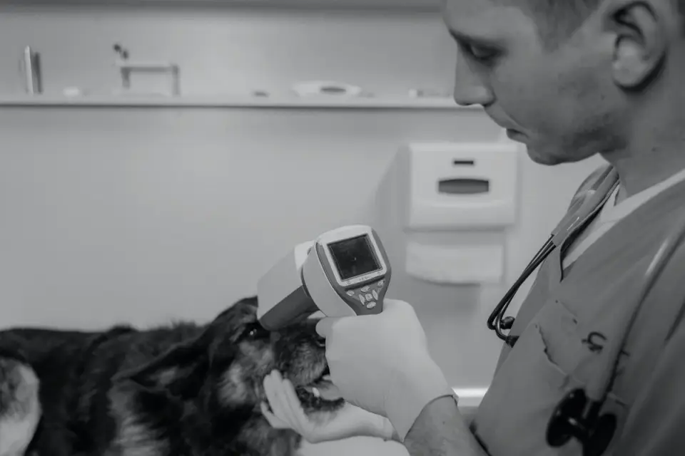 A veterinarian gently examining a gray-muzzled senior dog on an exam table