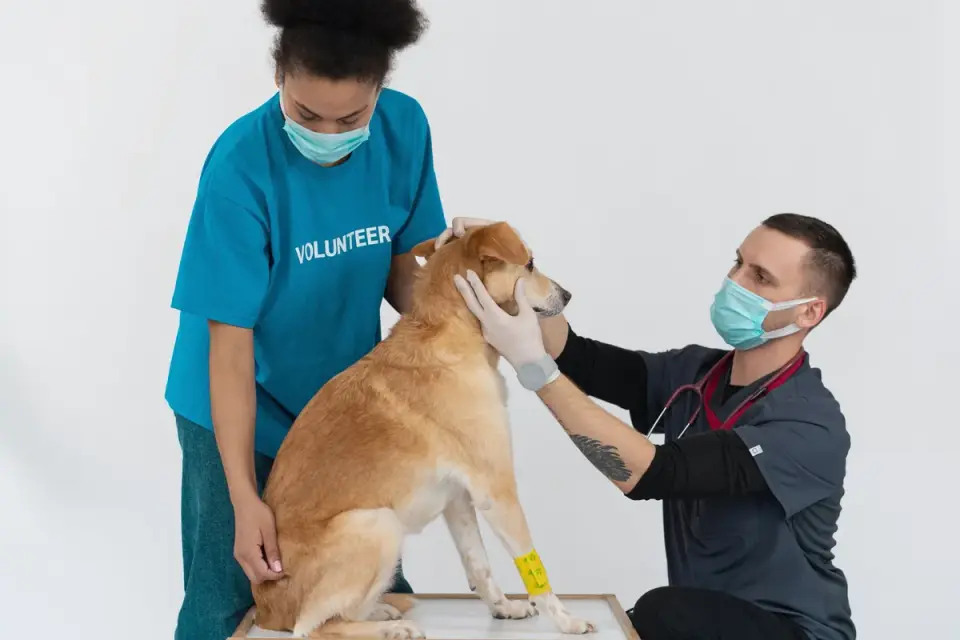 A veterinarian gently examining a senior dog&#x27;s head and eyes while the owner looks on