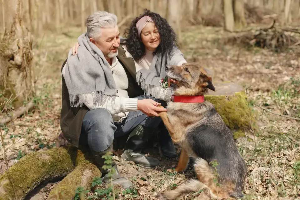 A veterinarian gently examining a senior dog&#x27;s hind leg joint