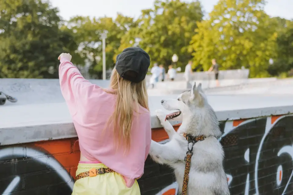 A veterinarian gently examining a Siberian Husky&#x27;s hip and rear leg