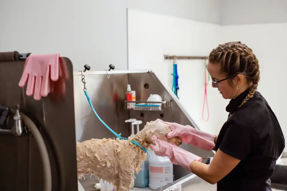 A veterinarian gently palpates a dog&#x27;s abdomen during a checkup