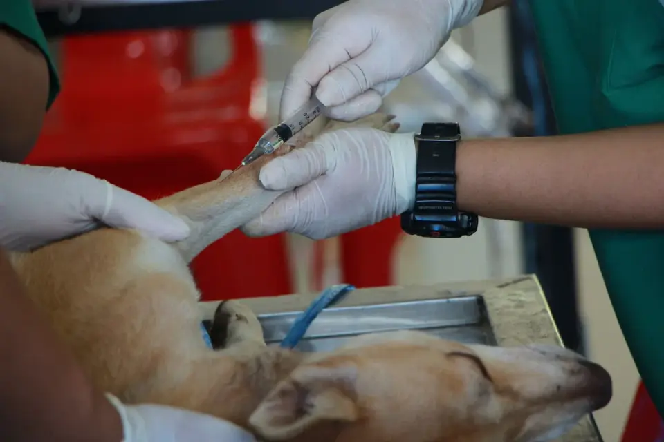 A veterinarian gently palpating a senior dog&#x27;s abdomen during a physical exam