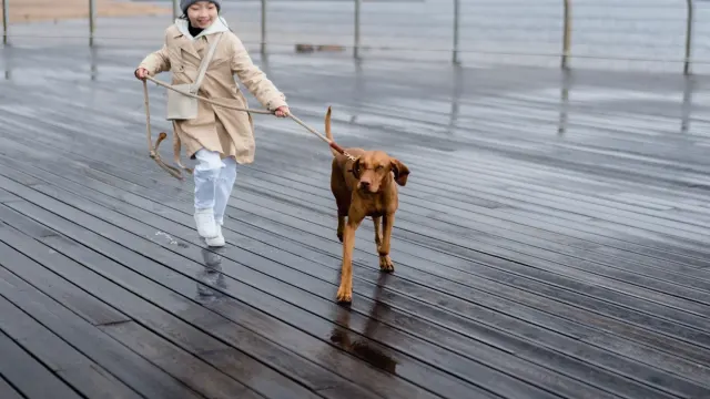 A Vizsla walking closely behind its owner through a hallway