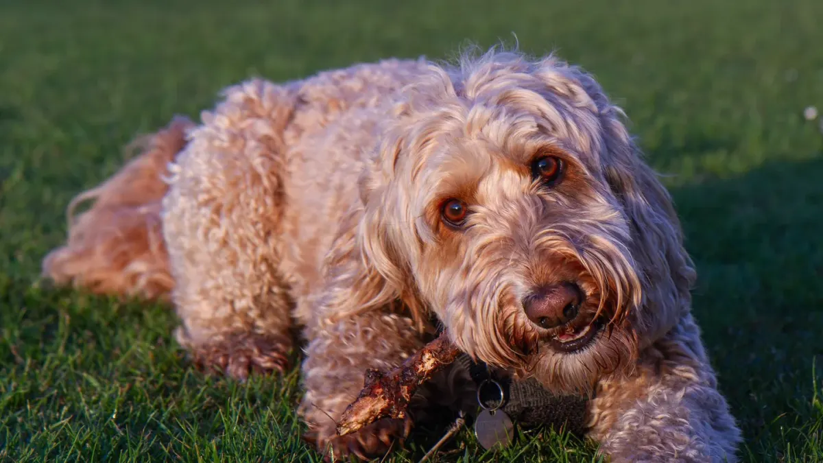 A wavy-coated Labradoodle and a curly-coated Goldendoodle standing side by side outdoors