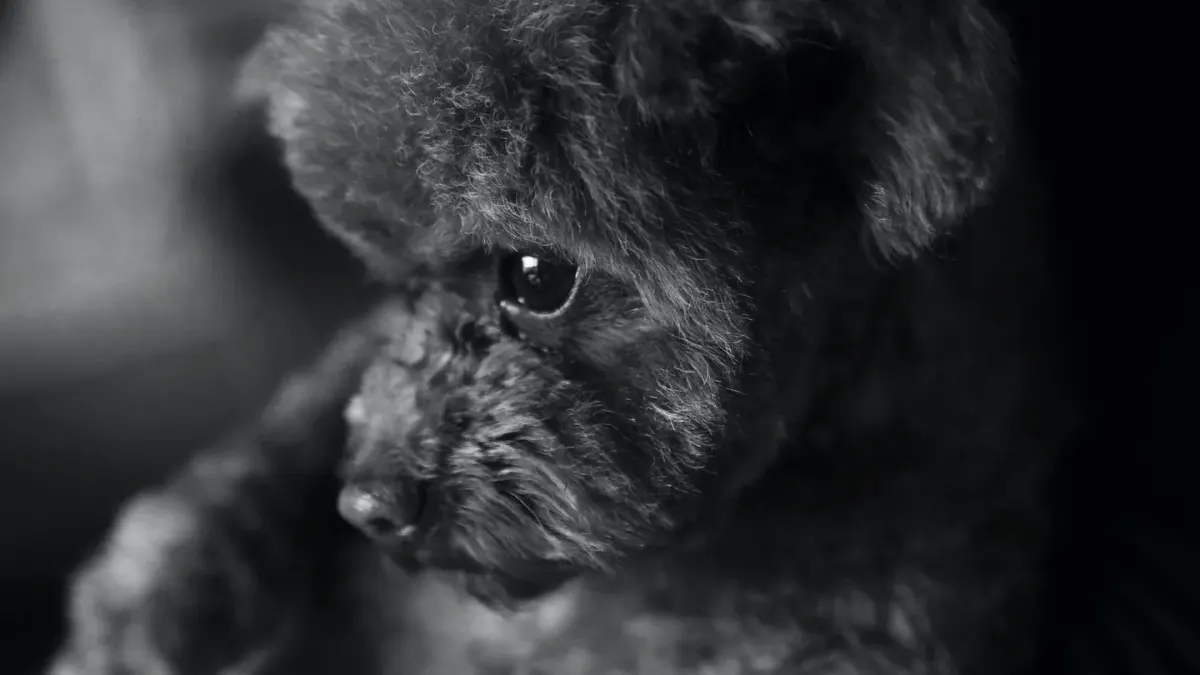 A woman sitting on a couch with a curly-coated poodle resting beside her