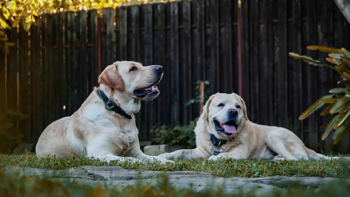 A yellow Labrador Retriever and a Golden Retriever standing together on a lawn