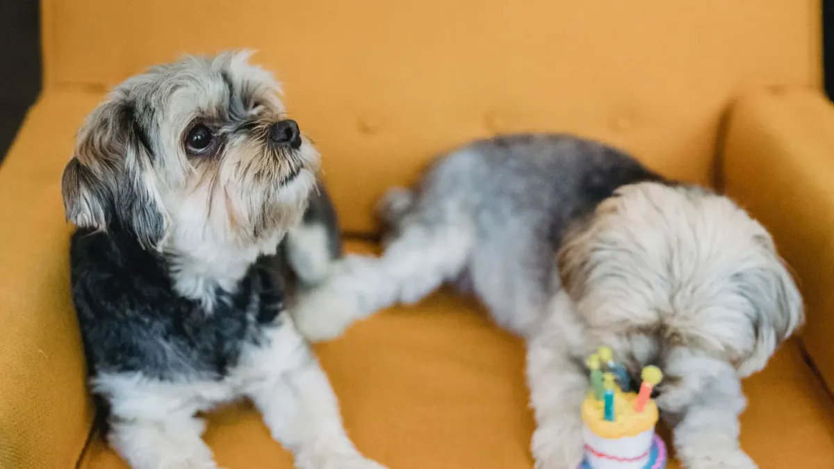 A Yorkshire Terrier and a Maltese sitting together on a couch