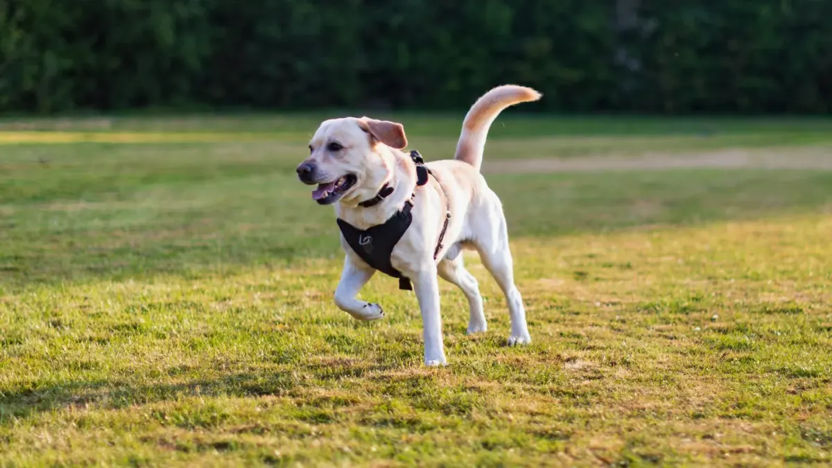 A young Labrador retriever puppy walking on grass beside its owner