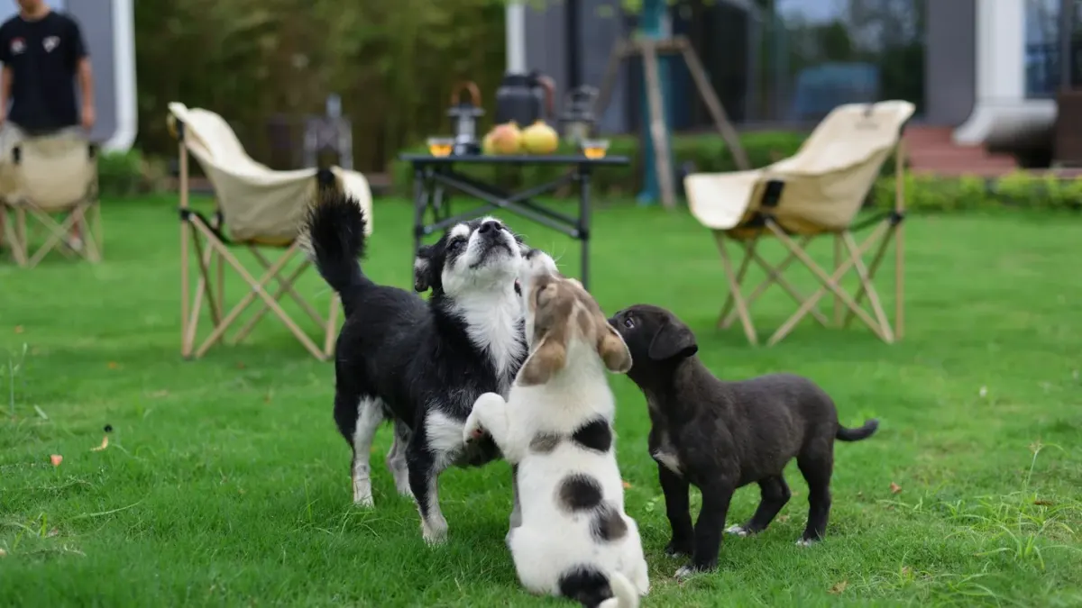 A young puppy gently mouthing a person's hand during a play session