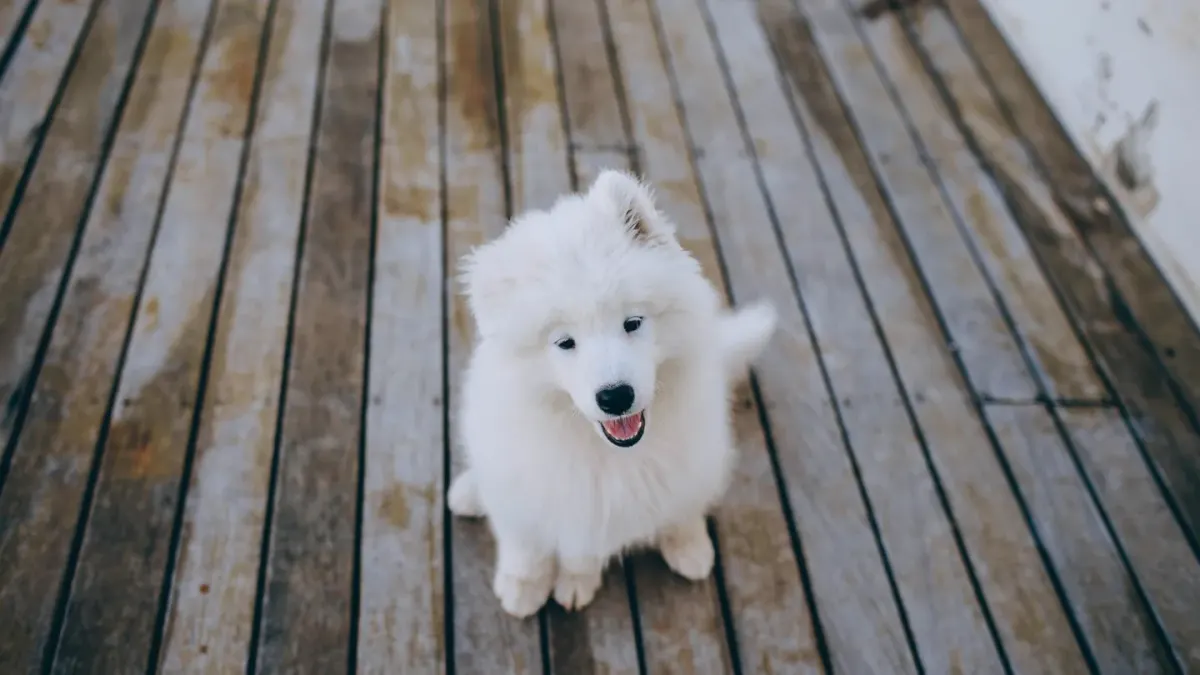 A young puppy sitting on a kitchen floor near closed lower cabinets