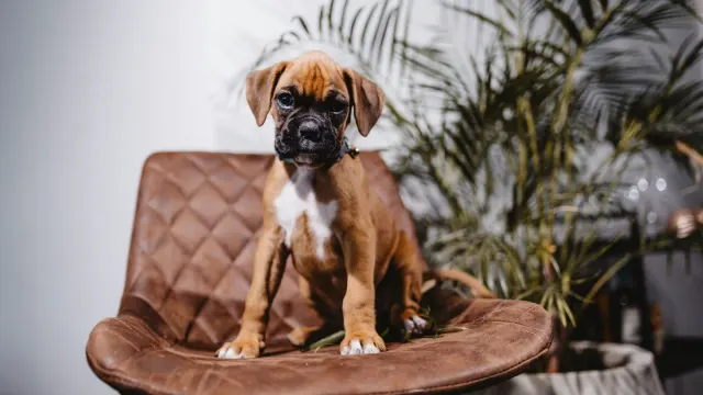 A young puppy standing inside a mesh playpen on a living room floor
