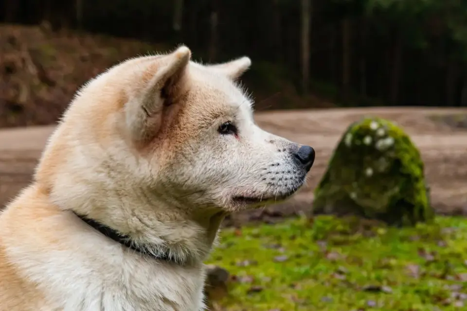 An Akita standing alert in a living room
