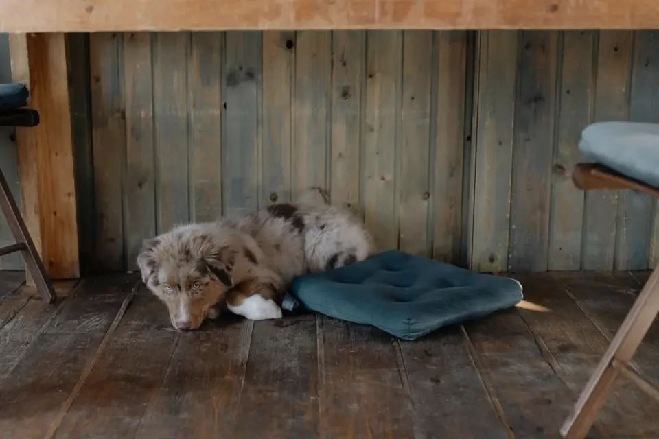 An Australian Shepherd lying on an orthopedic bed near a window