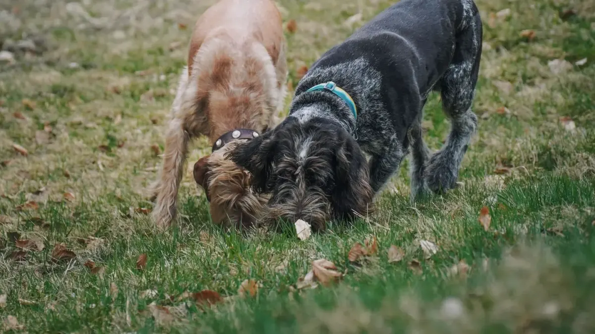 An older dog and a leashed puppy sniffing each other on neutral ground outdoors