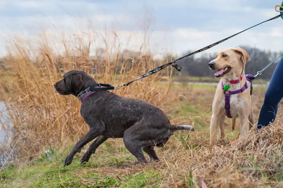 An older dog and a leashed puppy sniffing each other on neutral ground outdoors