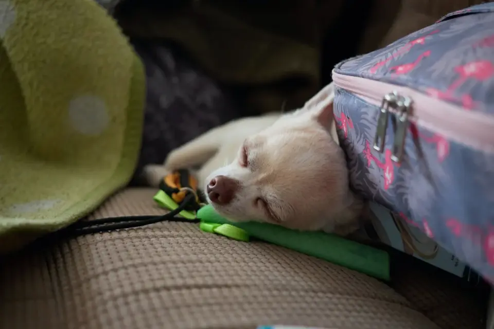 An older dog resting on the floor beside a home ramp