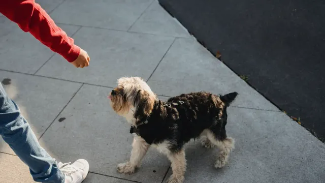 An older dog taking a chewable vitamin from an owner's hand in a home kitchen