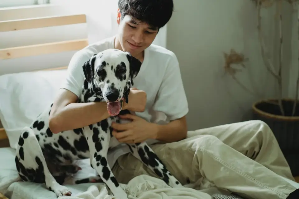 An owner gently checking a dog&#x27;s hind leg at home