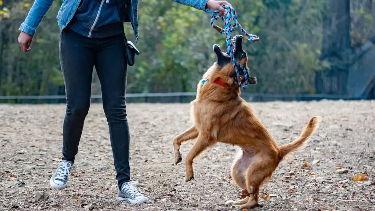 An owner guiding a senior dog through a slow, supported walk on grass