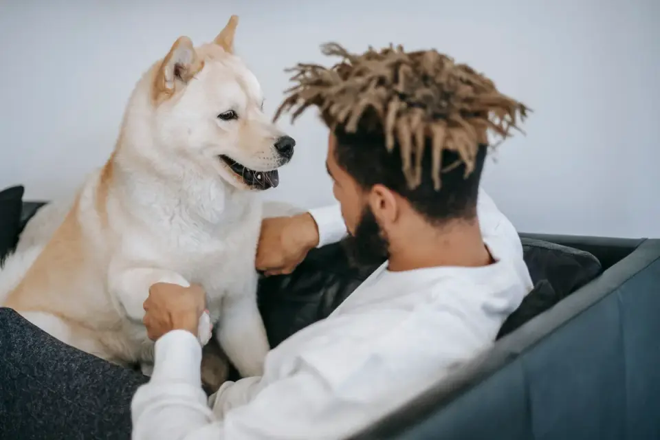 An owner offering a chew supplement to a dog on the couch