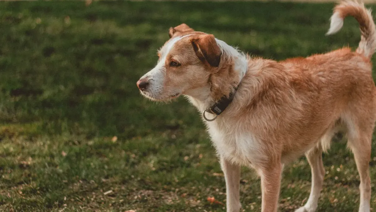 Attentive dog with an owner