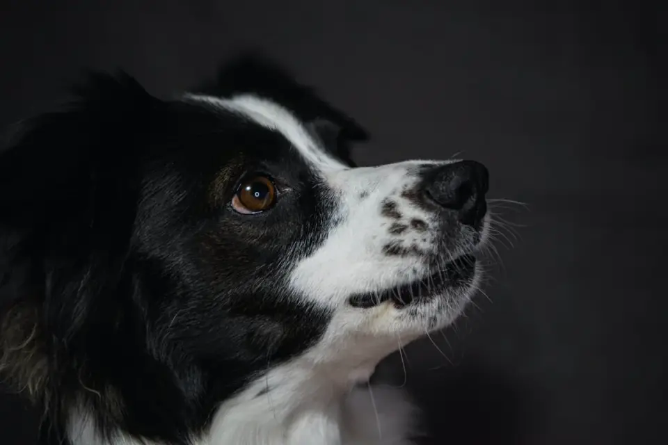 Attentive dog with an owner