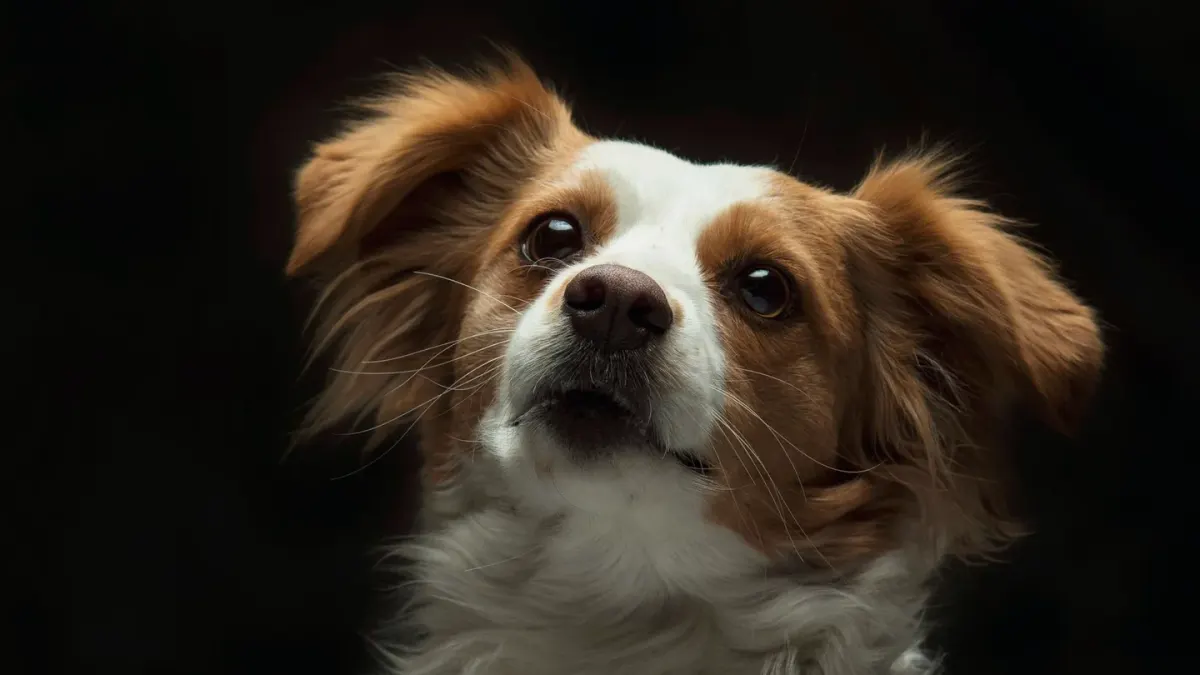 Attentive dog with an owner